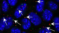 Research image of ERVs.